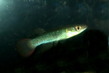 Fundulus sciadicus 