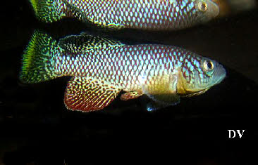 Nothobranchius furzeri