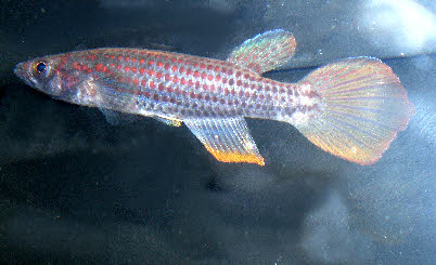 Epiplatys infrafasciatus infrafasciatus