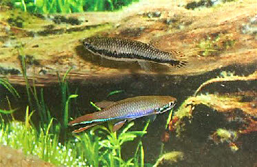 Laimosemion xiphidius Laimosemion xiphidius