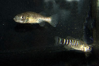 Anatolichthys  maeandricus