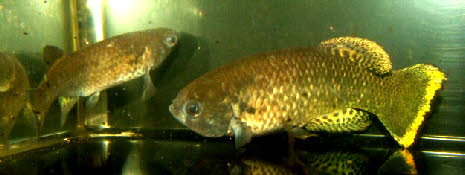 austrofundulus leohoignei