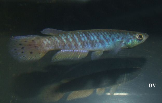 Epiplatys  spilargyreius