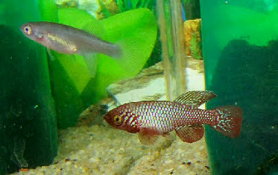 Nothobranchius kadleci Nothobranchius kadleci