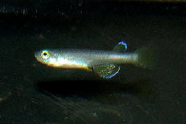 Foerschichthys flavipinnis Foerschichthys flavipinnis