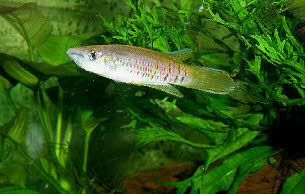 Epiplatys  sp.Coyah