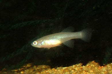 Nothobranchius southern Kenya