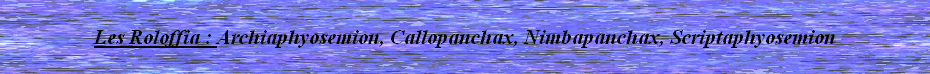Les Roloffia : Archiaphyosemion, Callopanchax, Nimbapanchax, Scriptaphyosemion