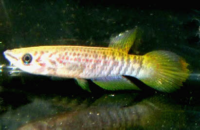 Epiplatys fasciolatus