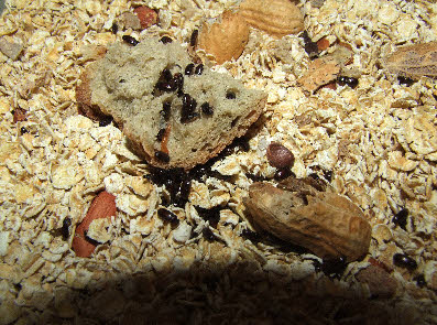 Ulomoides dermestoides