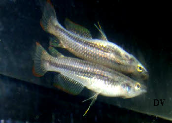 Aplocheilus lineatus