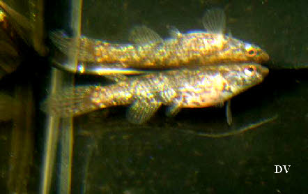 Anablepsoides(Rivulus) obscurus