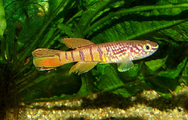 Fundulopanchax sjoestedti dwarf  red