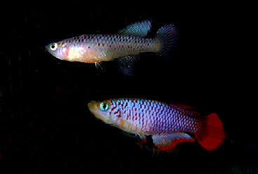 Nothobranchius geminus