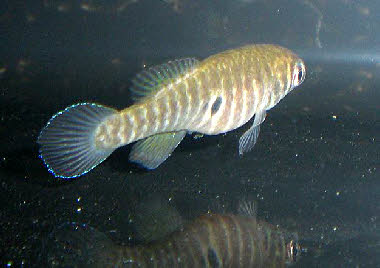 Simpsonichthys punctulatus