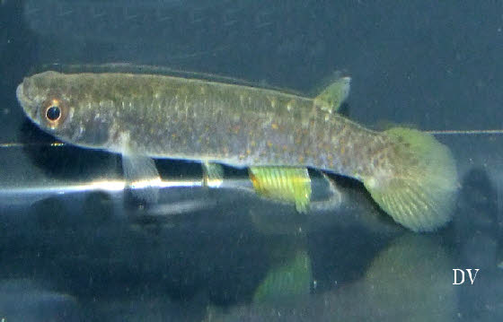 Cynodonichthys sucubti