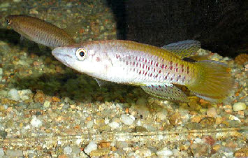 Epiplatys  sp.Coyah