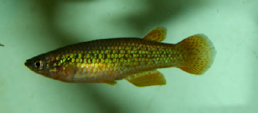 Pachypanchax omalonotus