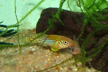 Fundulopanchax gresensi