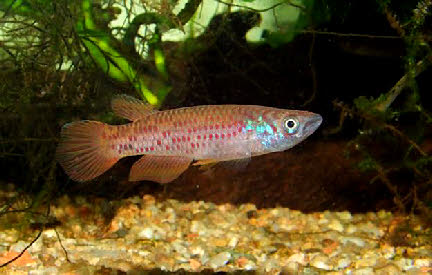 Epiplatys cashneri