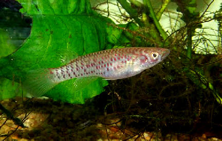 Epiplatys cashneri