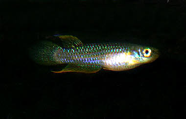 Aplocheilus parvus