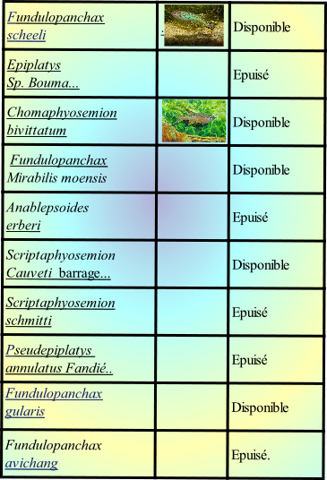 Fundulopanchax avichang